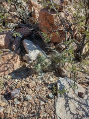 Tephrocactus alexanderi