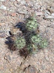 Tephrocactus alexanderi