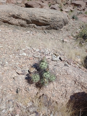 Tephrocactus alexanderi