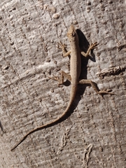 Anolis unilobatus