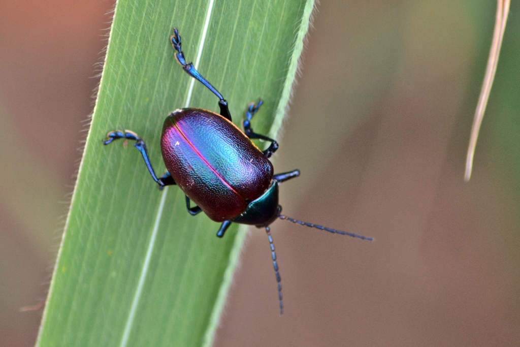 Eumolpus franciscus