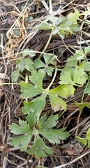 Eriocapitella rivularis