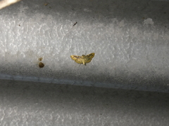 Asturodes junkoshimurae