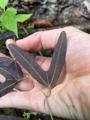 Passiflora tuberosa
