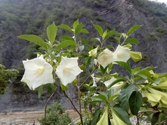 Hintonia