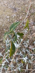 Callicarpa macrophylla
