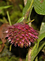 Elleanthus capitatus