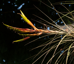 Tillandsia fasciculata image