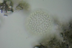 Coelosphaerium