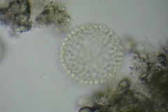 Coelosphaerium