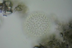 Coelosphaerium