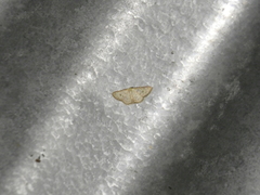 Leptostales terminata