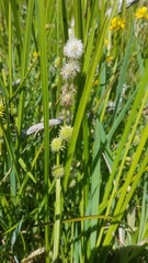 Sparganium subglobosum