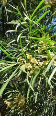 Acacia uncifolia