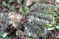 Asplenium sessilifolium