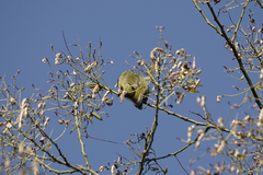 Spizixos semitorques