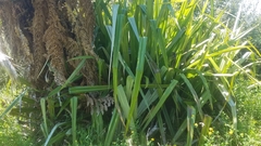 Sparganium subglobosum