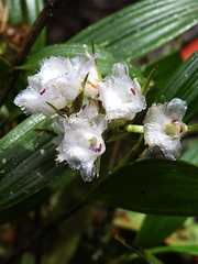 Elleanthus petrogeiton