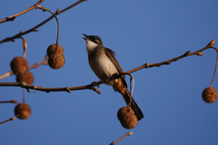 Pycnonotus xanthorrhous