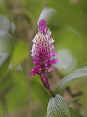 Elleanthus maculatus