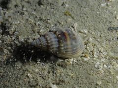 Nassarius livescens