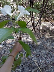 Bignonia