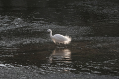 Egretta garzetta