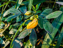 Image of Senna obtusifolia