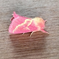 Hyparpax aurora
