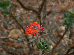 Jatropha grossidentata