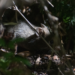 Abrothrix olivacea