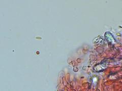 Butyrea luteoalba