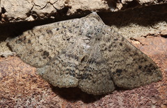Ericeia sobria