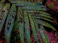 Chamaedorea tepejilote