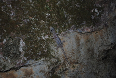 Phyllodactylus homolepidurus