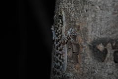 Phyllodactylus homolepidurus