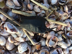 Rostroraja eglanteria