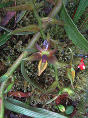 Epidendrum bangii