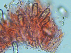 Butyrea luteoalba