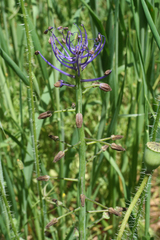 Muscari comosum