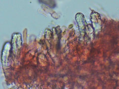 Butyrea luteoalba
