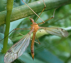 Tipula lunata