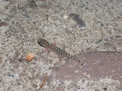 Phyllodactylus homolepidurus