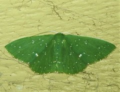 Prasinocyma iosticta