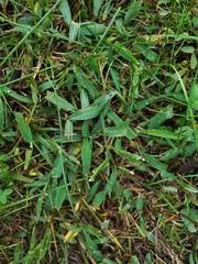 Paspalum pubiflorum glabrum