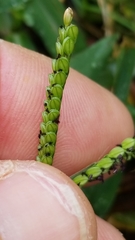 Paspalum pubiflorum glabrum