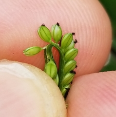 Paspalum pubiflorum glabrum