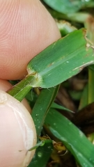 Paspalum pubiflorum glabrum