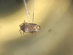 Antillocoris minutus