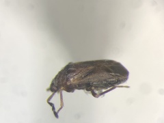 Antillocoris minutus